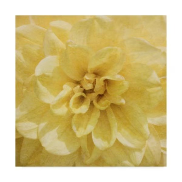Alonzo Saunders 'Wall Flower Ii' Canvas Art, 24x24, Trademark Fine Art, Mfr#: WAG08459-C2424GG